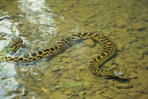 Anaconda in Water Dream Meaning