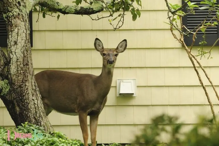 Dream Meaning Deer in House