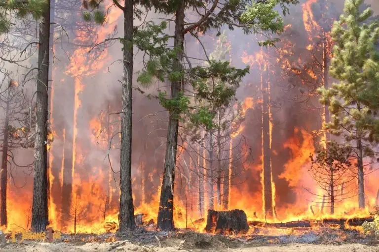 Forest Fire Dream Meaning