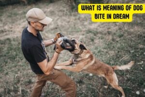 What Is Meaning of Dog Bite in Dream