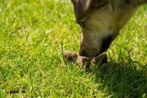 What Is the Meaning of Eating Poop in a Dream