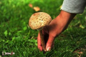 What Is the Meaning of Picking Mushrooms in a Dream