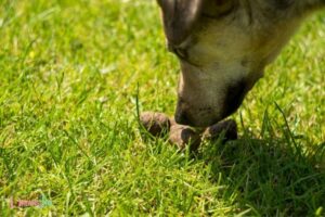 Eating Dog Poop Dream Meaning