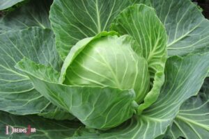 What Is the Meaning When You Dream of Cabbage