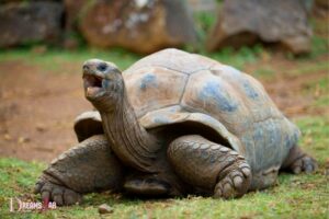 What Is the Meaning of Tortoise in a Dream? Wisdom!