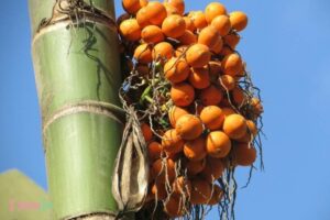 Eating Palm Nut Dream Meaning: Abundance!