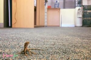 Dream Meaning Lizard in House: Hidden Fears!