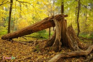 Biblical Meaning of Falling Trees in Dreams