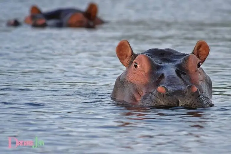 Dream Meaning Hippo in Water