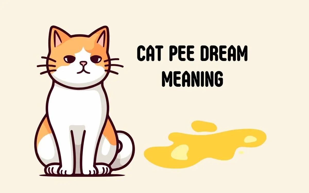 Cat Pee Dream Meaning