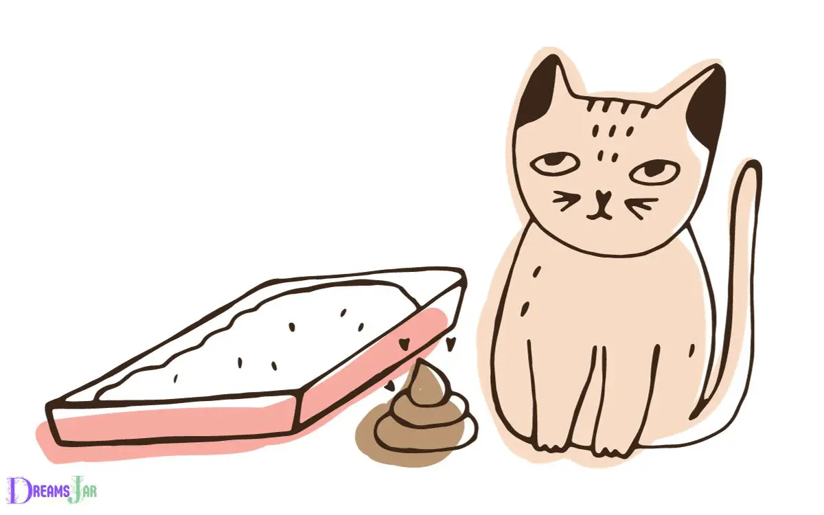 Common Themes And Scenarios In Cat Poop Dreams